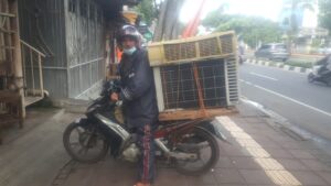Immanuel Sitanggang