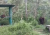 Rumah Orangutan Terancam Hilang: Samboja Lestari Dikepung Ambisi dan Pembiaran